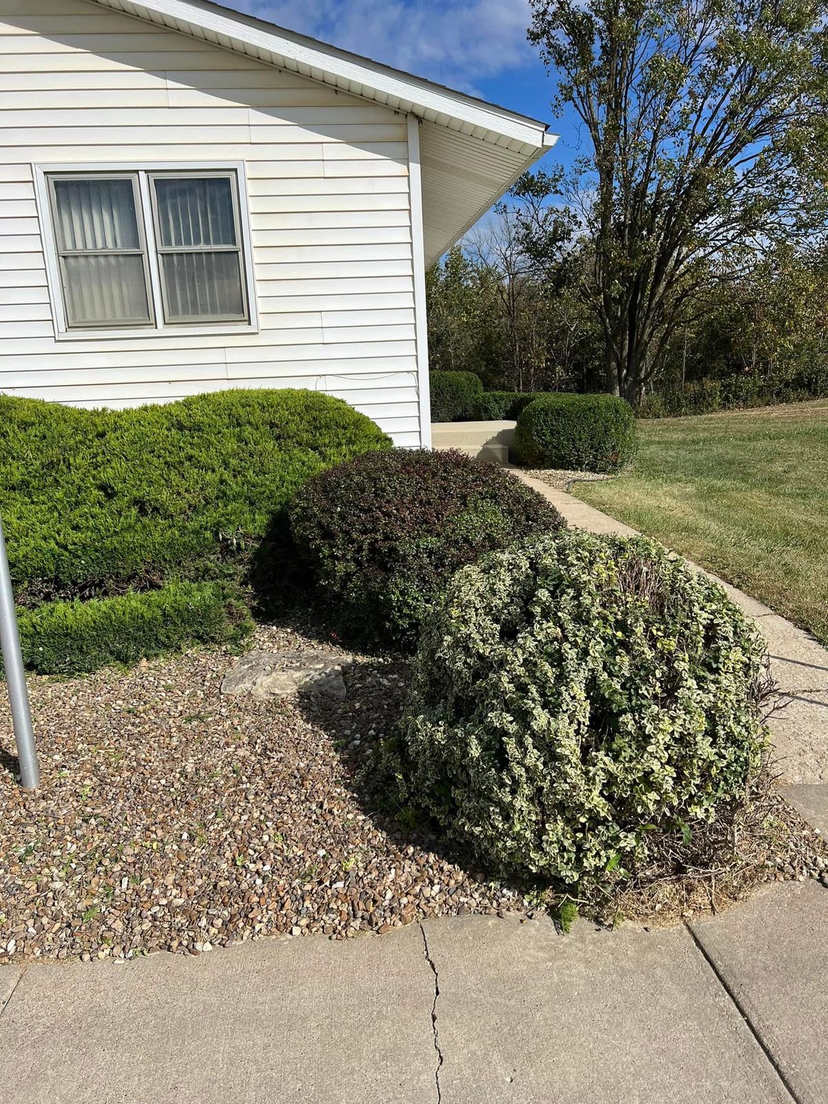 Hedge trimming service